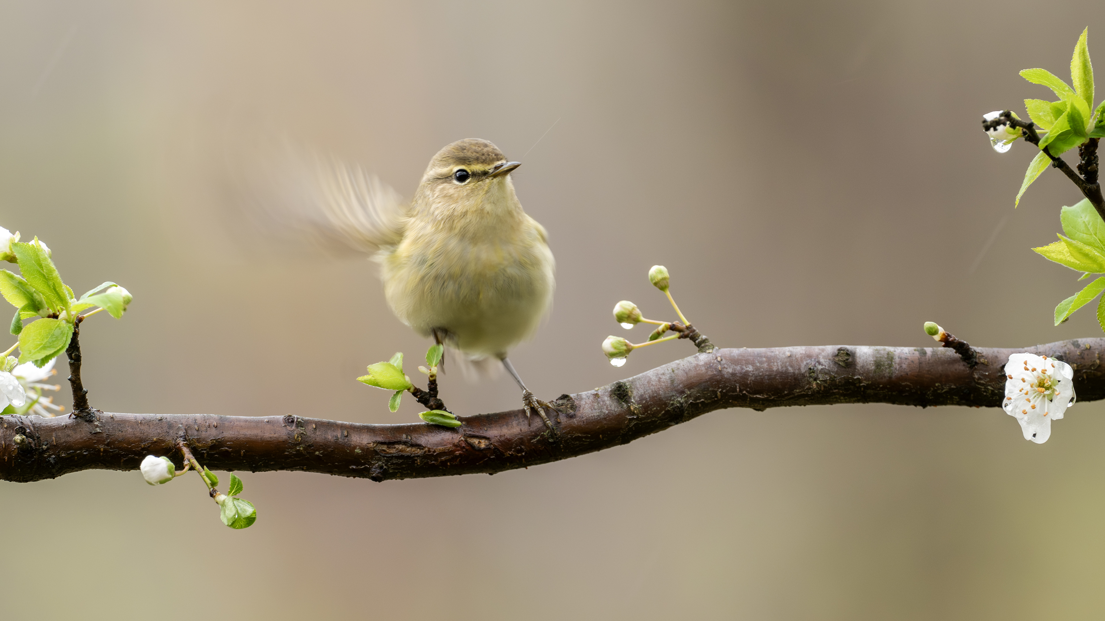 Common Chiffchaff